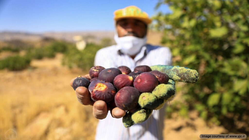 معروف‌ترین سوغات گلوگاه انجیر است