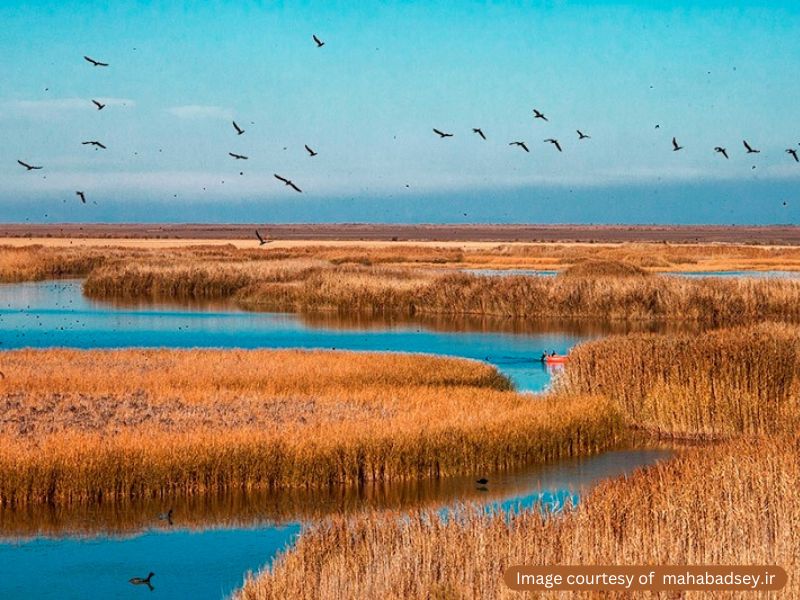 مهاجرت پرندگان به تالاب بین‌المللی کانی برازان