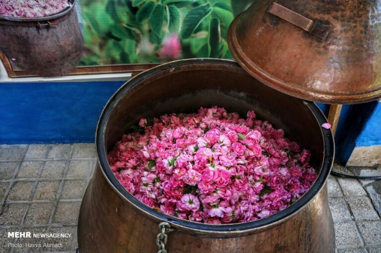 جشنواره گلاب گیری قمصر