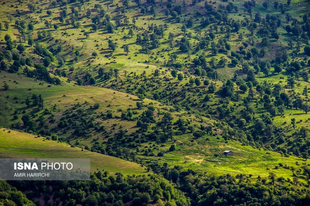 نمایی زیبا از پوشش گیاهی جنگل ابر