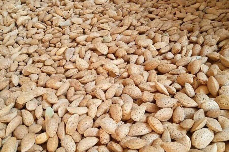 Bitter almond shells