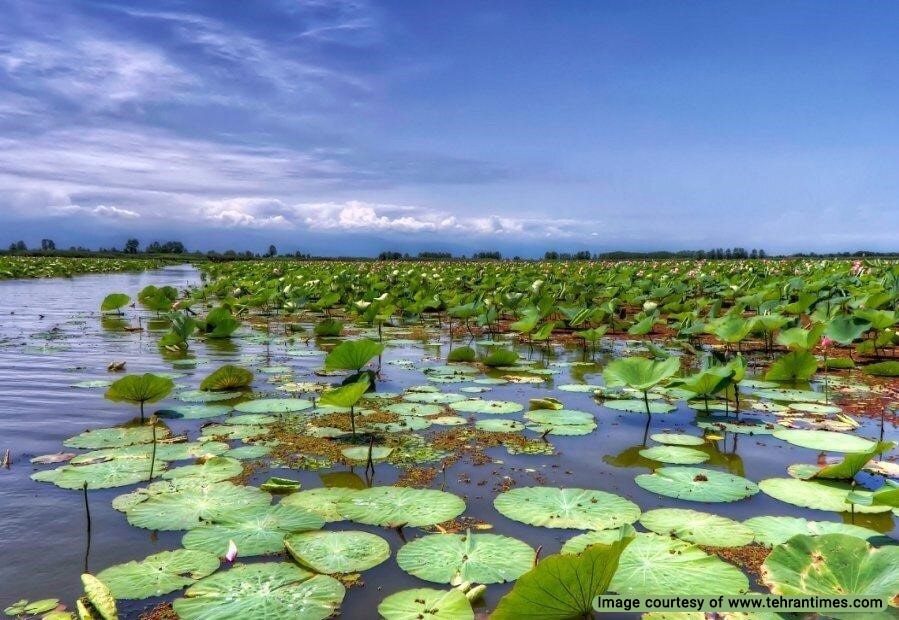 Anzali Lagoon near Bandar-e Anzali