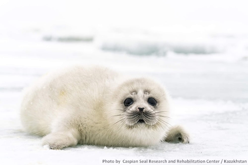 The Caspian Seal in Kazakhstan