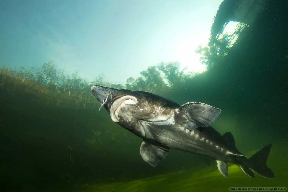 Persian Sturgeon, endemic species in the Caspian Sea