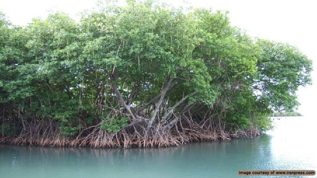 The Mangrove forests thrive in saltwater