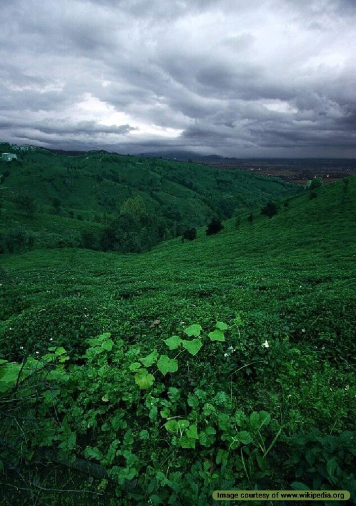 A tea cultivation farm in Iran