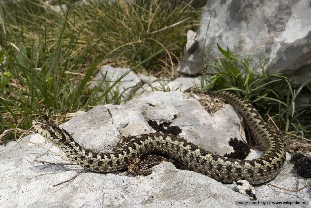 Vipera Ursinii, or the Alborz viper