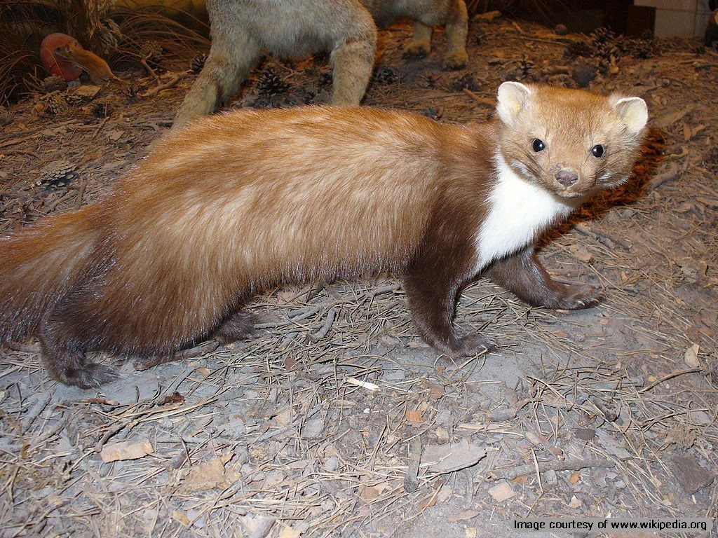 Beech marten, an endangered mammal species in the Alborz region