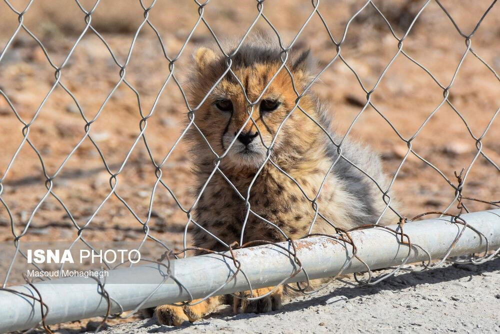 Asiatic Cheetah cub in captivity