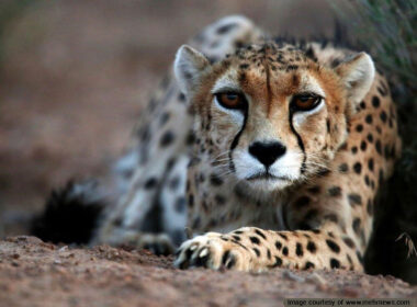 The Asiatic Cheetah, A spotted desert predator