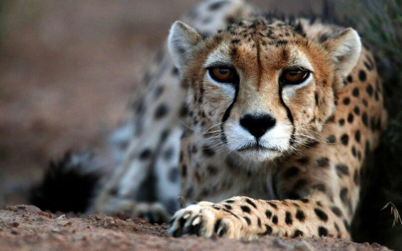 The Asiatic Cheetah, A spotted desert predator