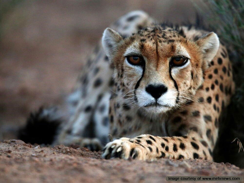 The Asiatic Cheetah, A spotted desert predator