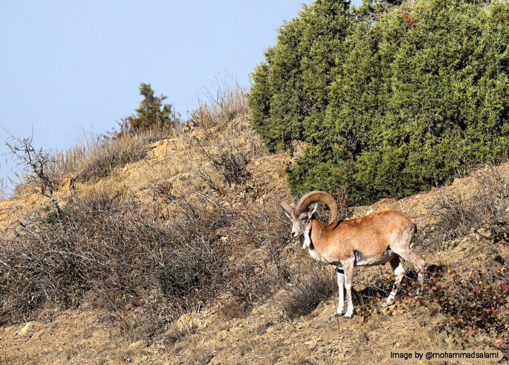 Golestan forest with rare wildlife