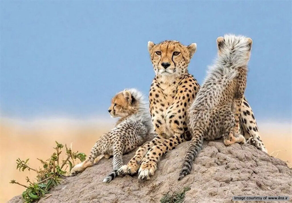 A female Asiatic Cheetah and her cubs