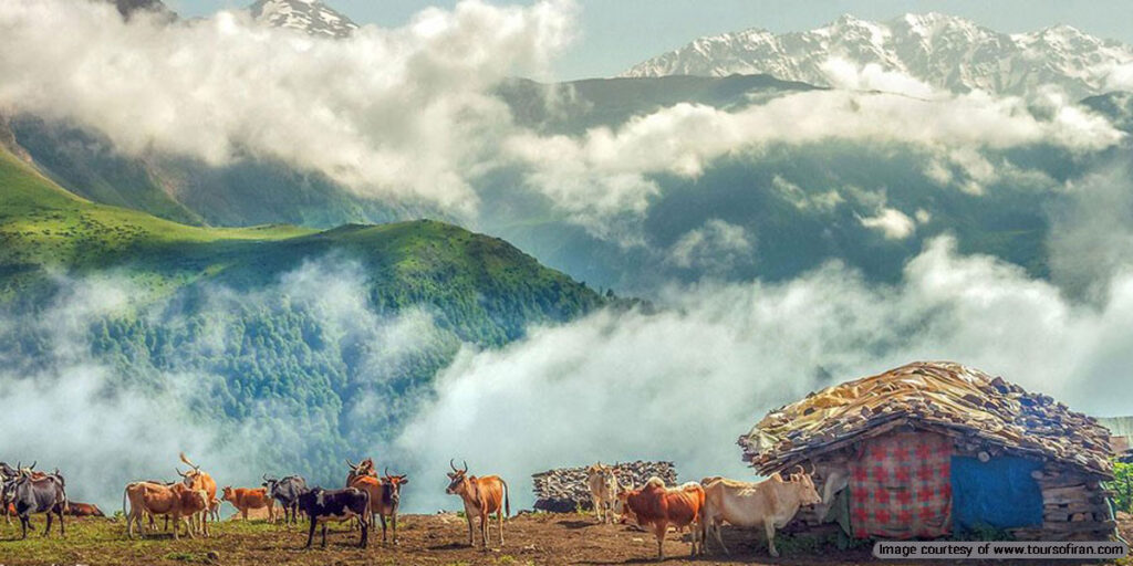 Camping in the northern jungles of Iran