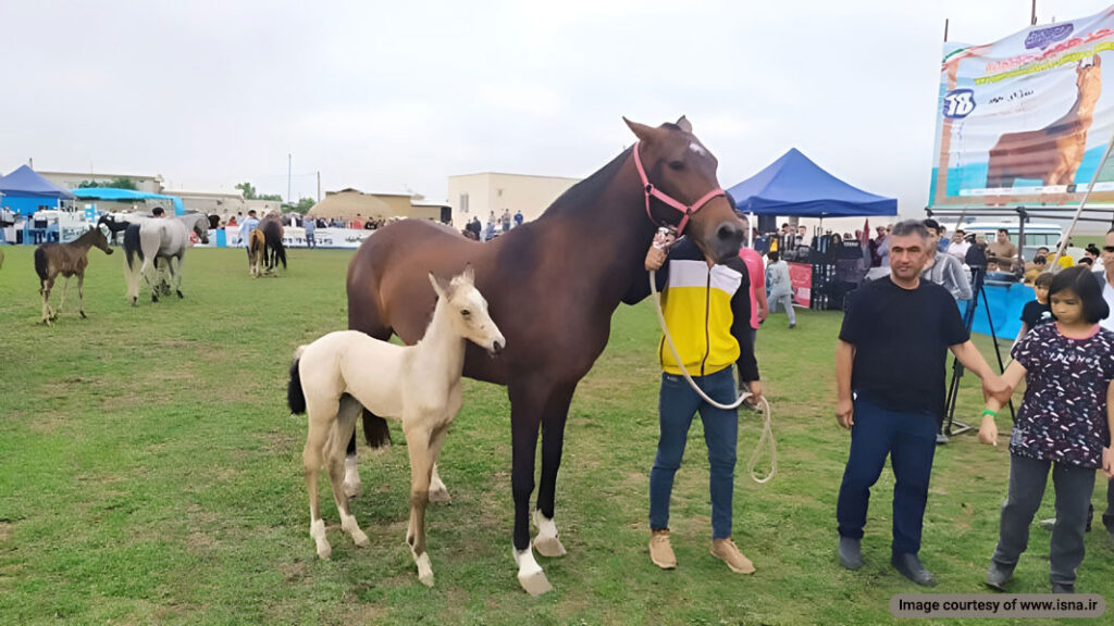 Turkmen Horse Show in Iran