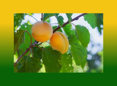 Apricot-Top-Iranian-Fruits