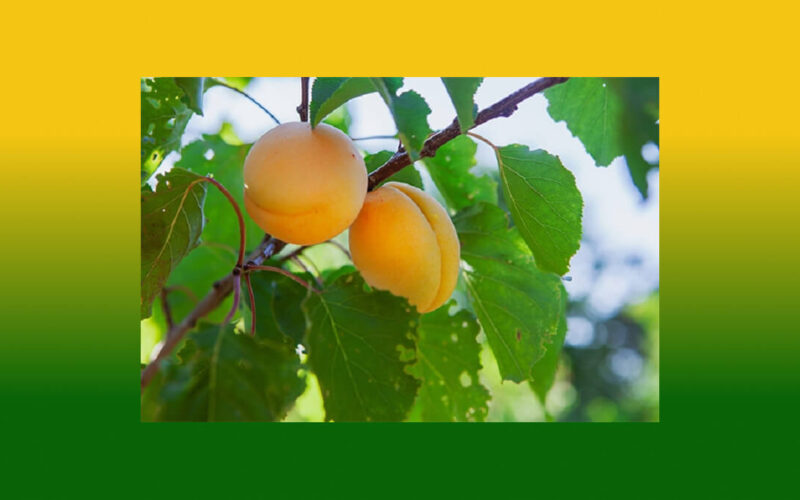 Apricot-Top-Iranian-Fruits