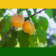 Apricot-Top-Iranian-Fruits