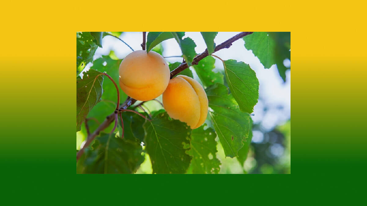 Apricot-Top-Iranian-Fruits